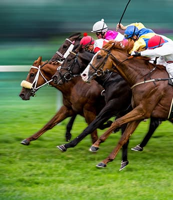caballus ownership
