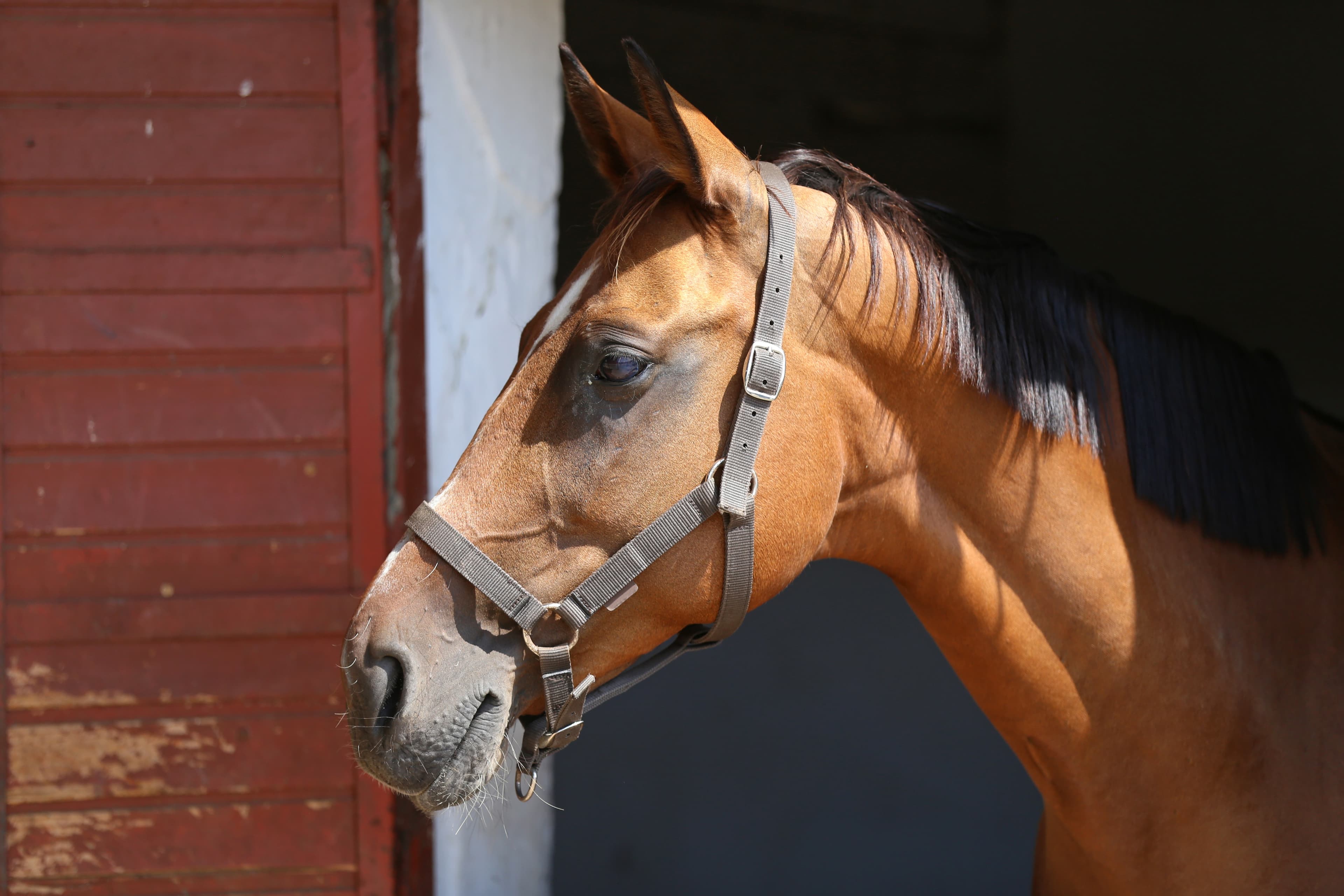 caballus ownership